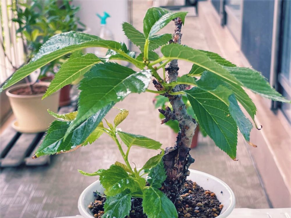 桜盆栽　開花前