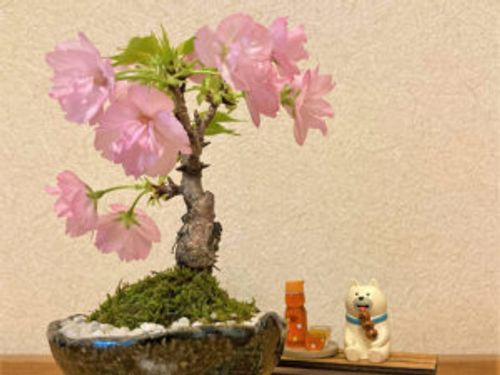 桜盆栽の育て方 植え替えや剪定の時期や方法 寿命はどれくらい Greensnap グリーンスナップ 桜盆栽の育て方 植え替えや剪定の時期や方法 寿命はどれくらい Greensnap グリーンスナップ