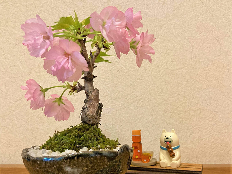 桜盆栽　鉢植え　左寄り