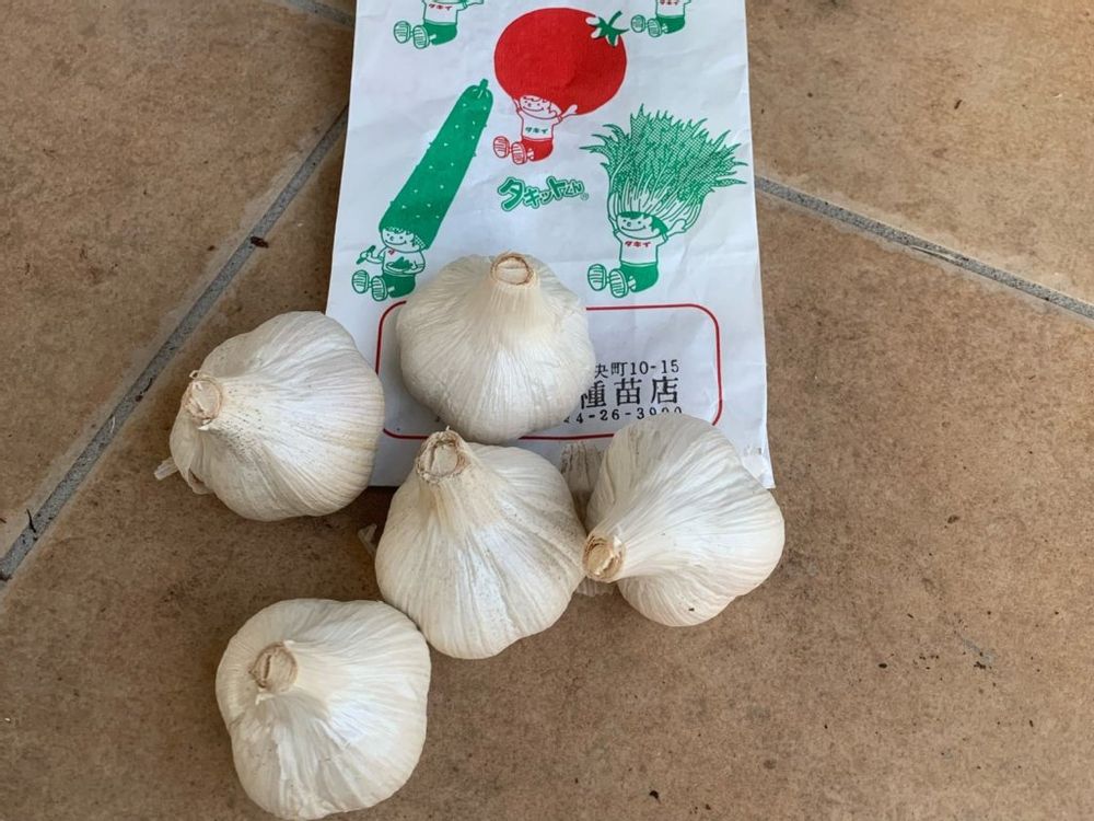 平戸にんにく