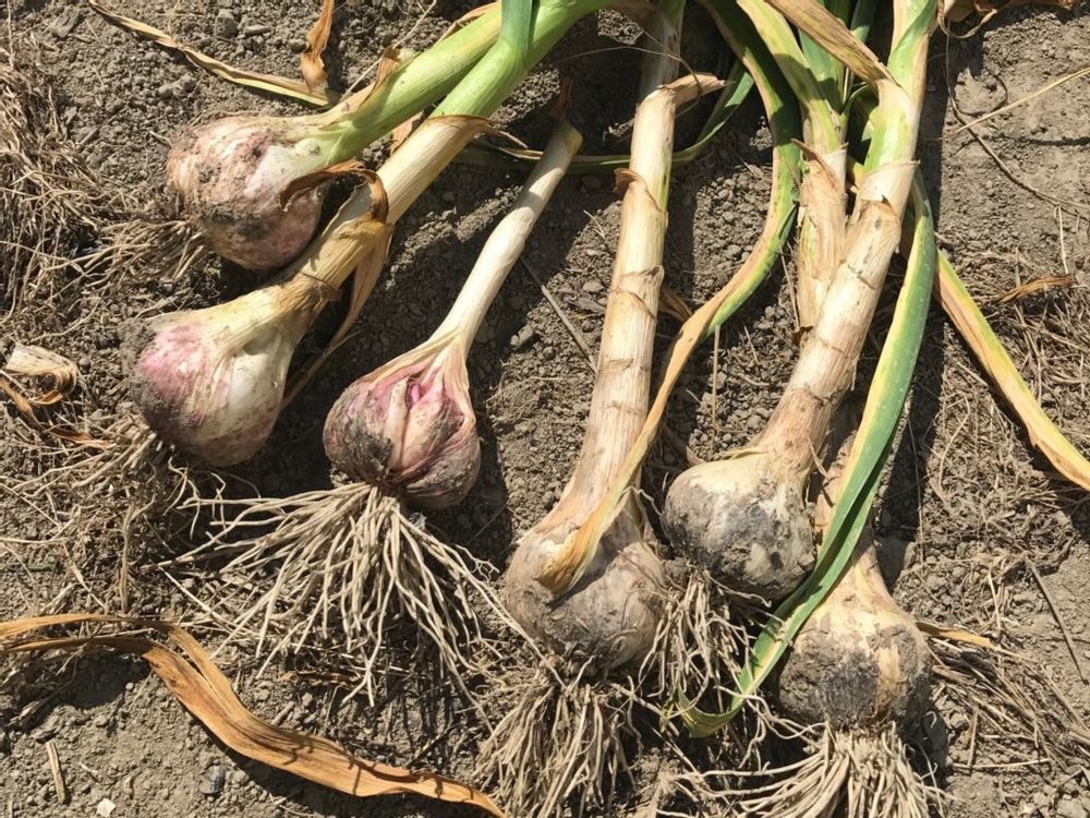 山東にんにく 用土