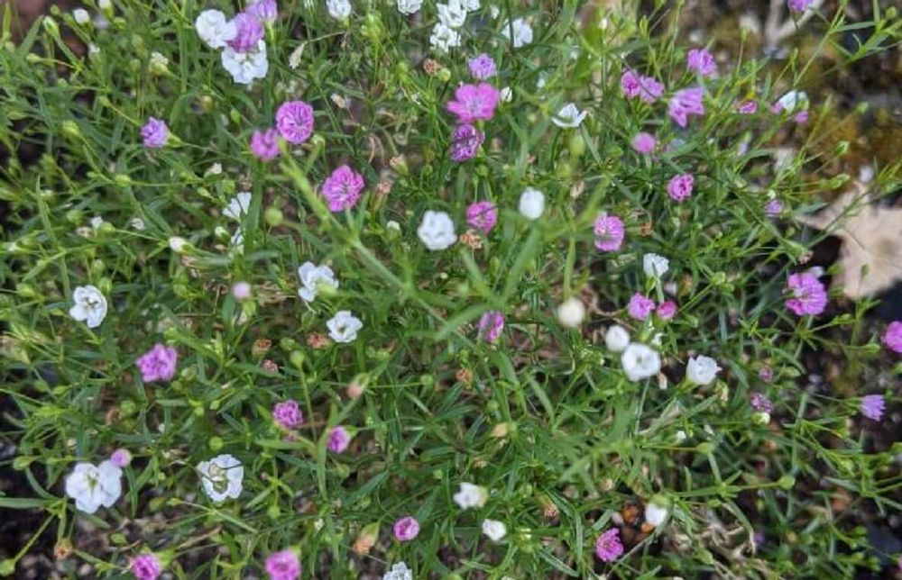 カスミソウ　アルタイル