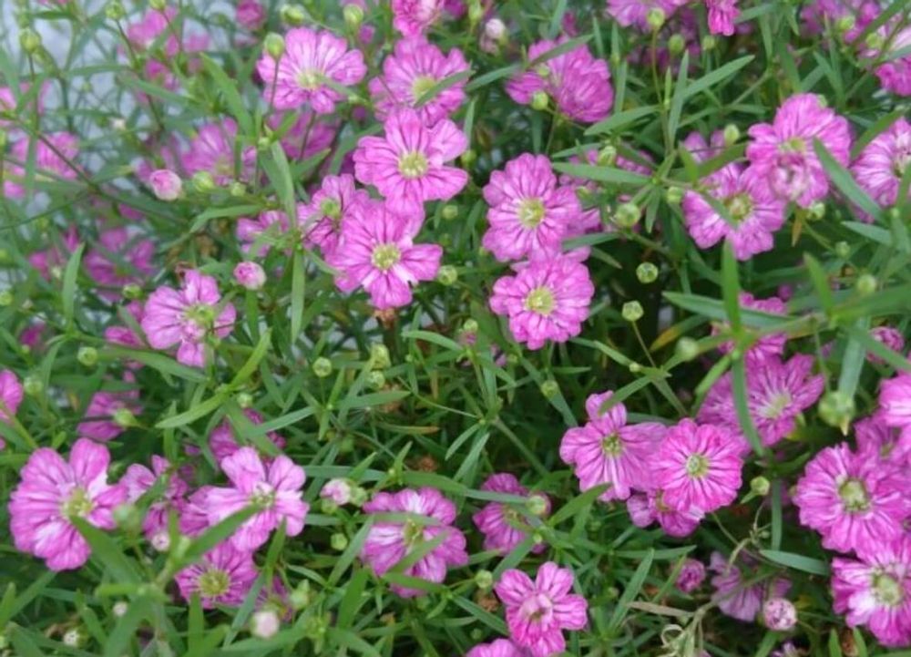 カスミソウ　ジプシー