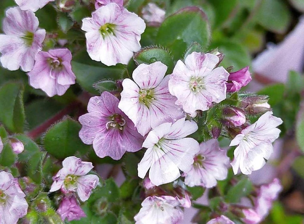 カーペットカスミソウ