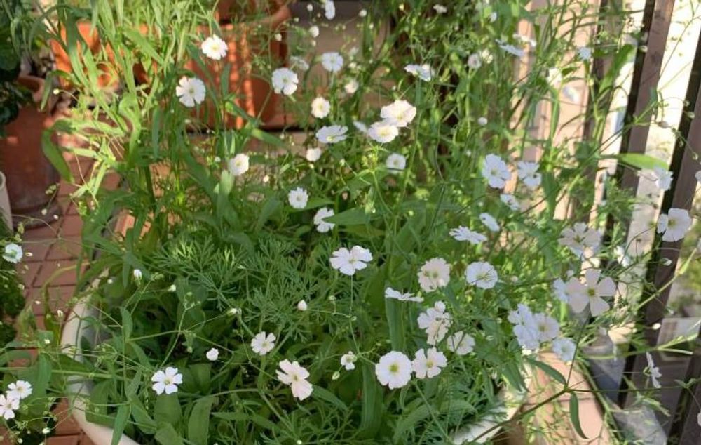 カスミソウ　エレガンス