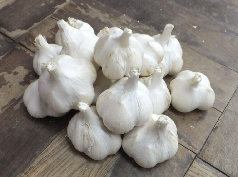 ニンニク
