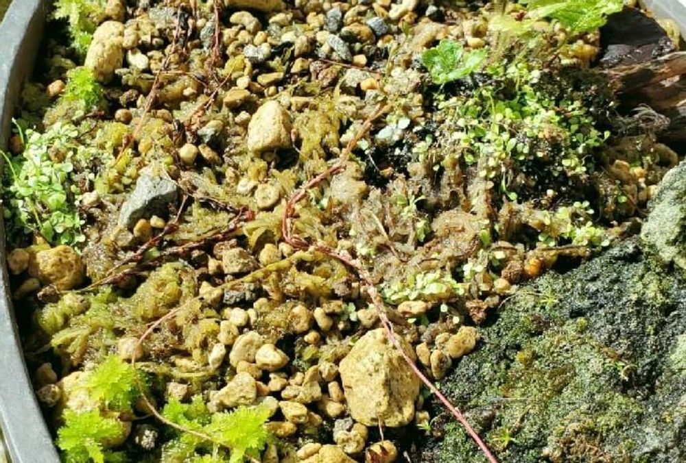 ミズゴケ　水苔