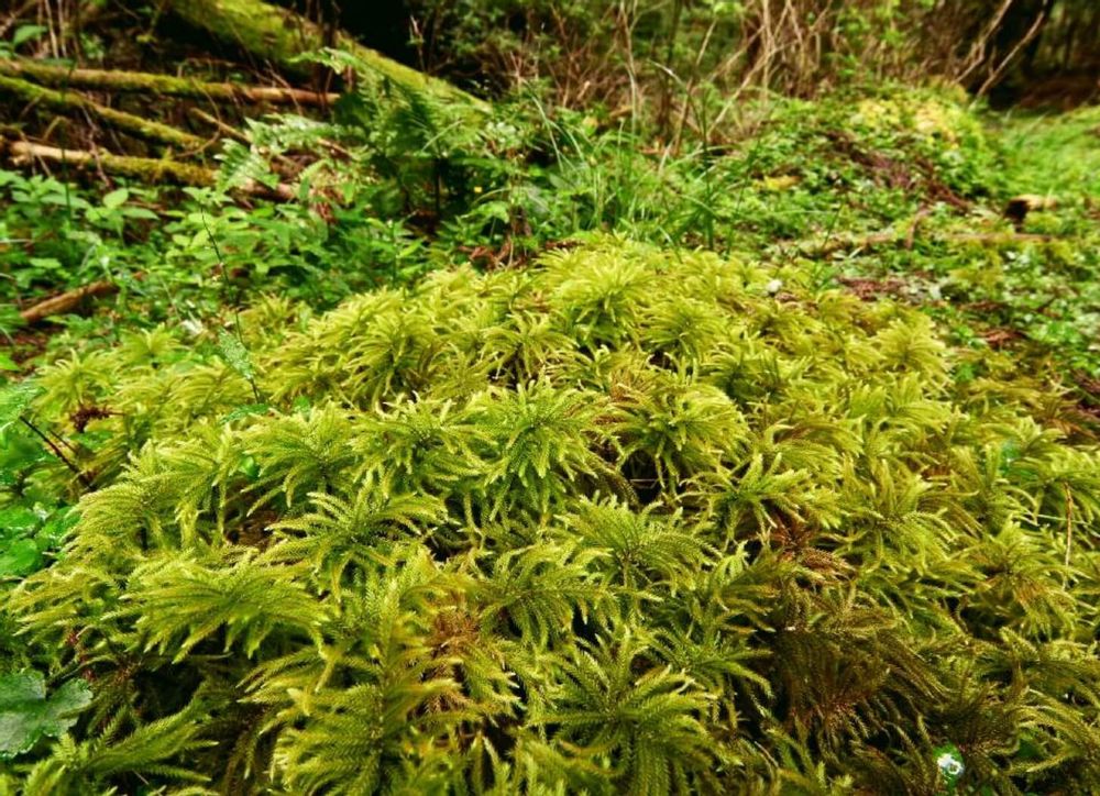 ミズゴケ　水苔