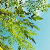 モリンガ(ワサビノキ)の育て方｜”奇跡の木”の秘密とは？葉は食べられるの？の画像