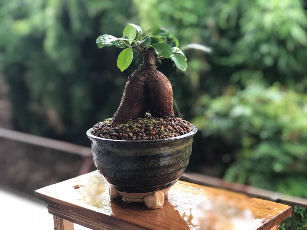 ガジュマル　盆栽　屋外