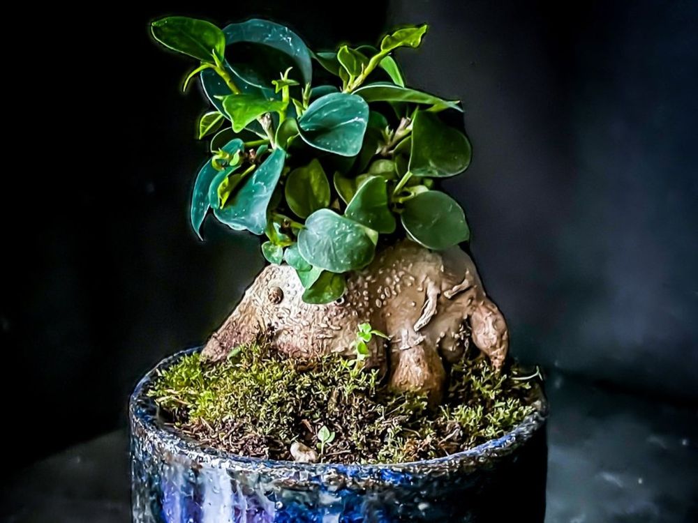 ガジュマル　盆栽　葉