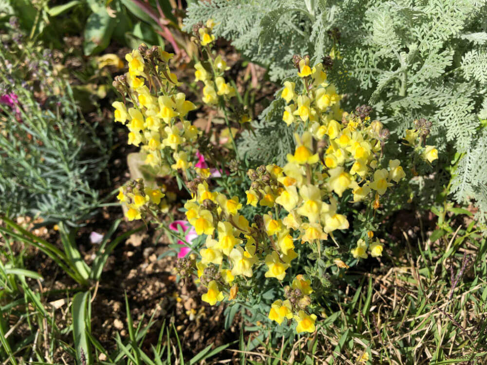 7月の誕生花 日別の花一覧カレンダー どんな花言葉がついている Greensnap グリーンスナップ