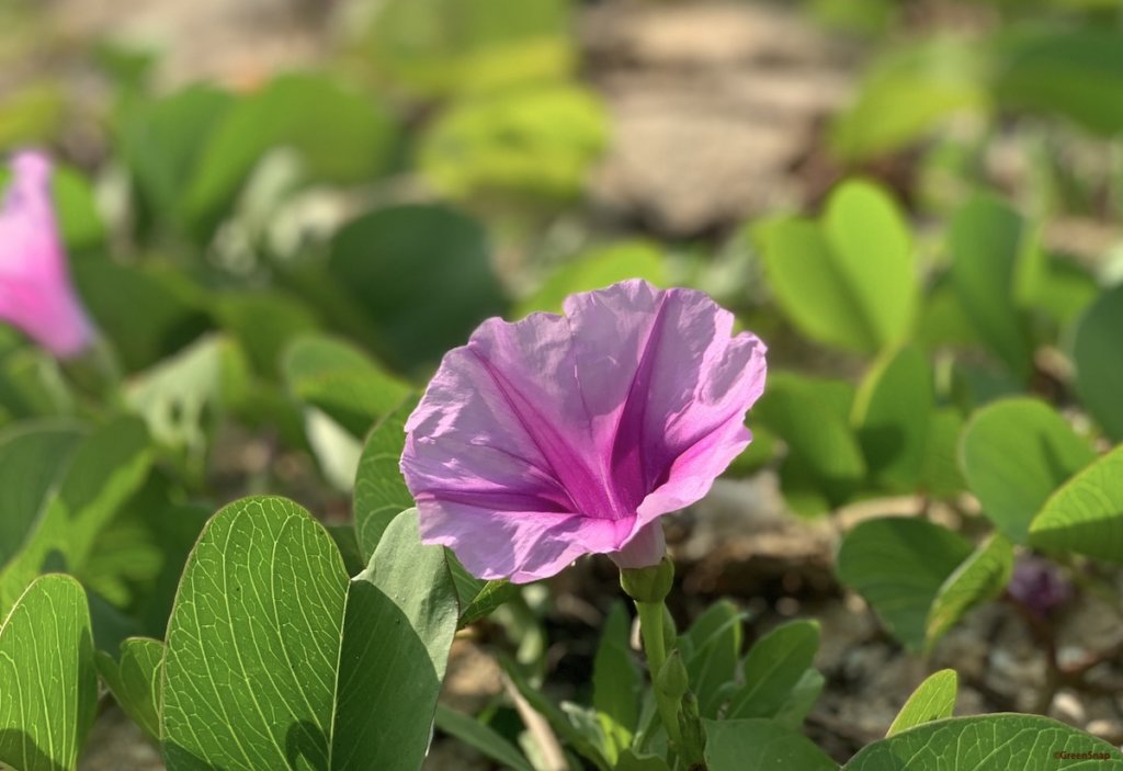 7月の誕生花 日別の花一覧カレンダー どんな花言葉がついている Greensnap グリーンスナップ