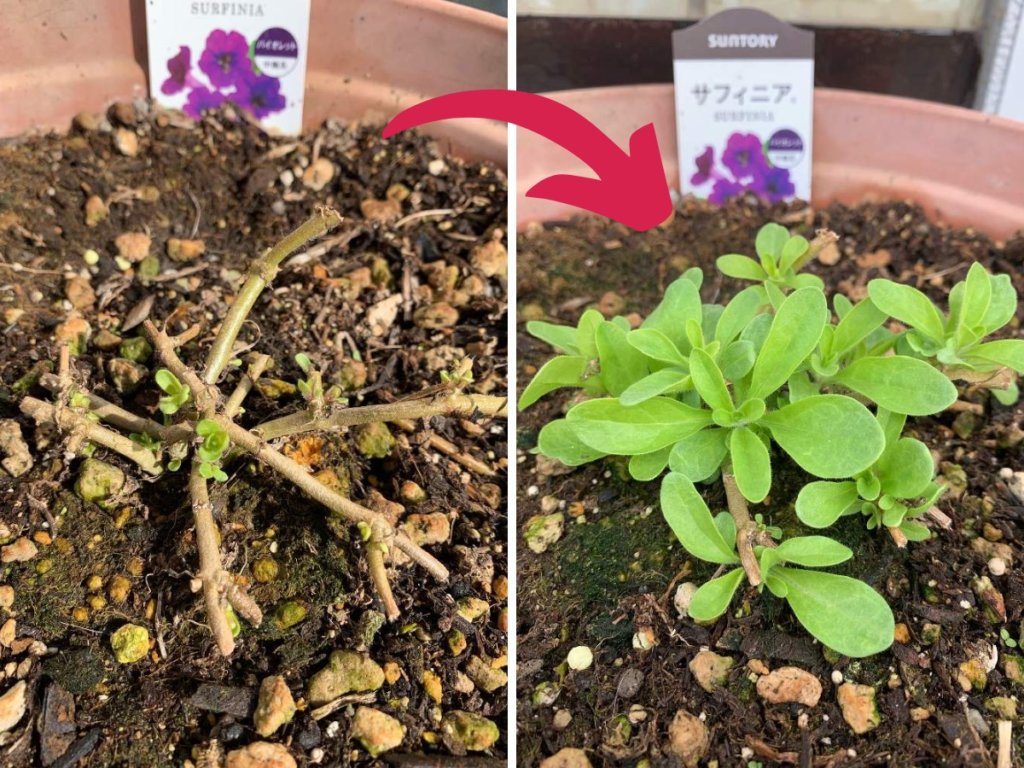 ペチュニア 切り戻し