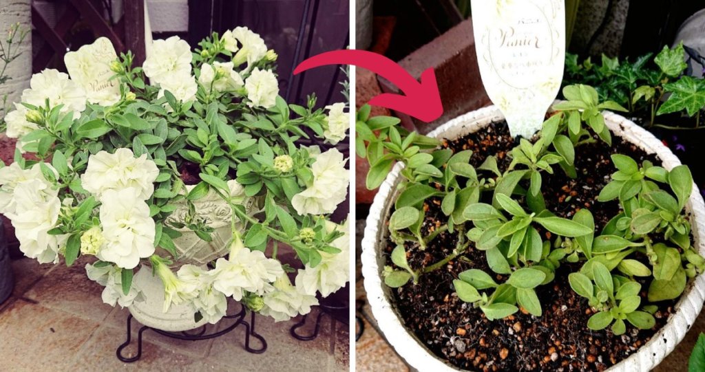 ペチュニア 切り戻し