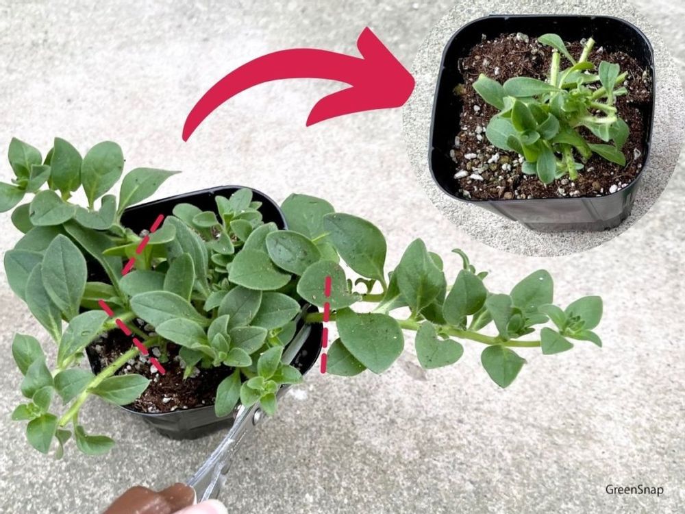 ペチュニア 切り戻し 摘心