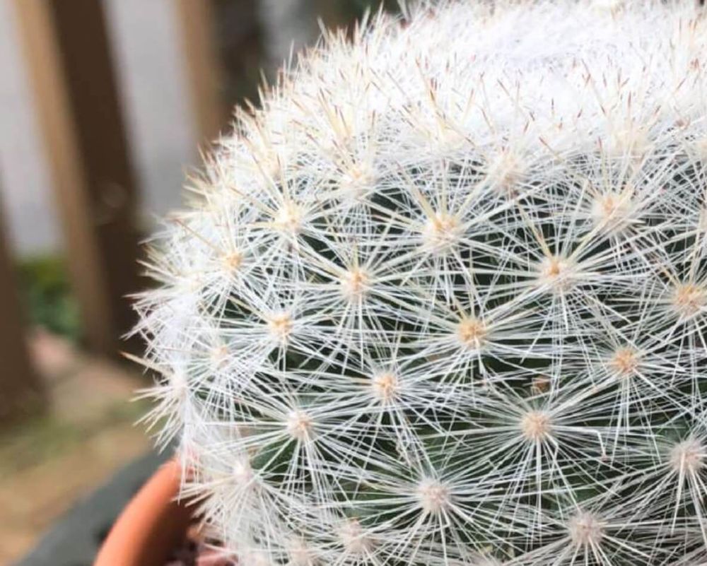 マミラリア　満月