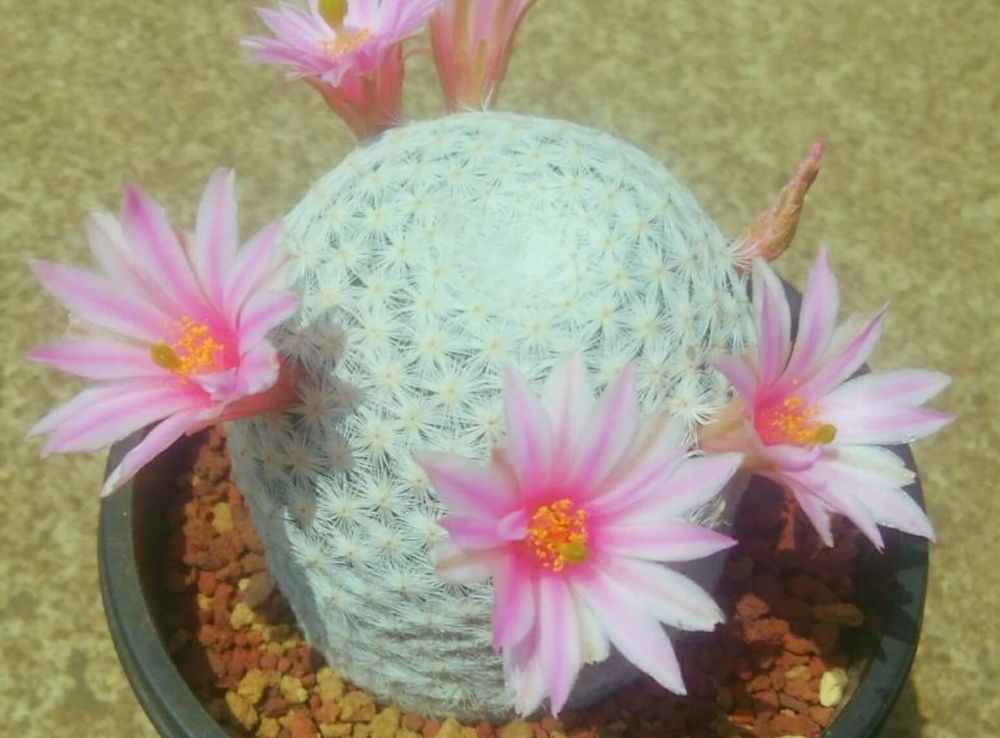 マミラリア　白鳥