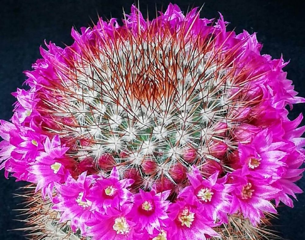 マミラリア　猩々丸