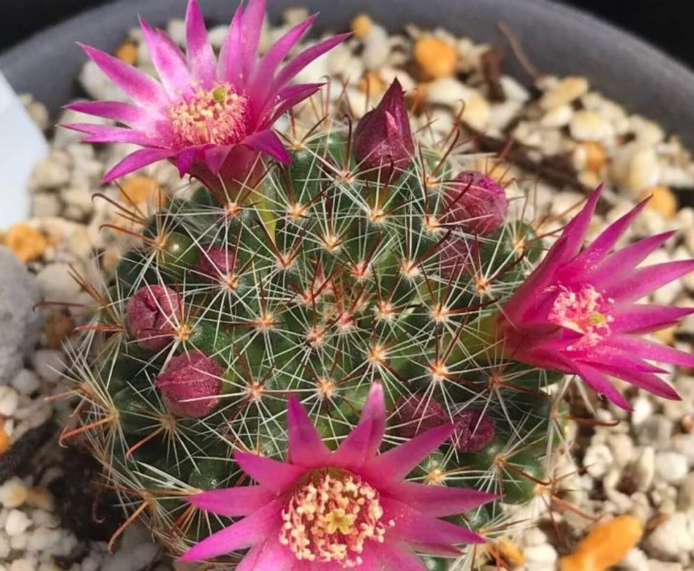 マミラリア　月影丸