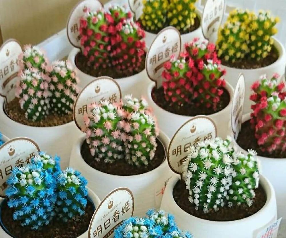 マミラリア　明日香姫