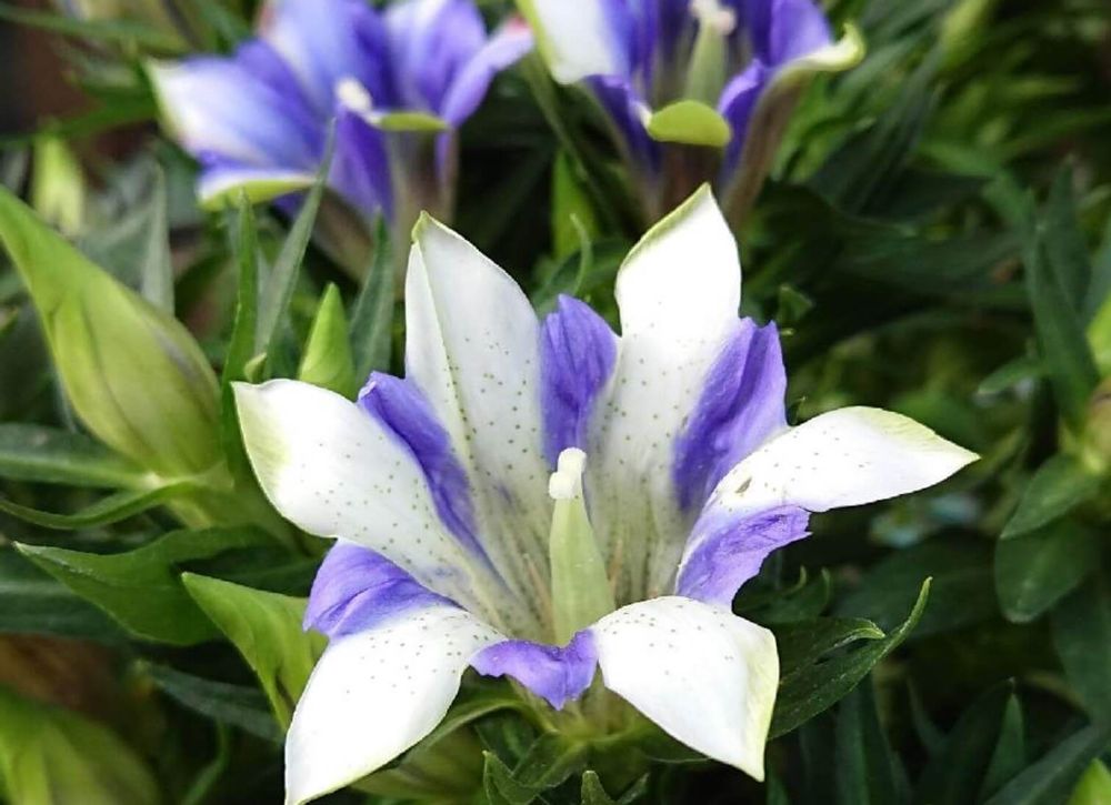 リンドウ　竜胆