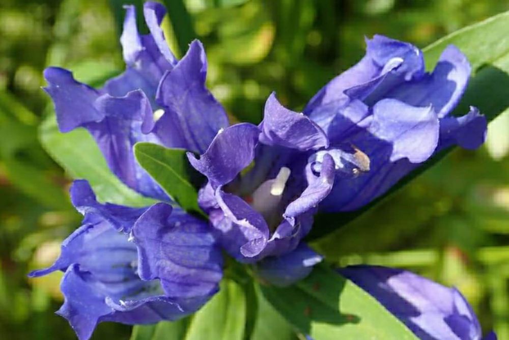 リンドウ　竜胆　オヤマリンドウ