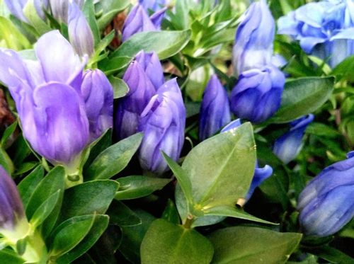 リンドウ 竜胆 の種類はどれくらい 日本に自生する品種は Greensnap グリーンスナップ