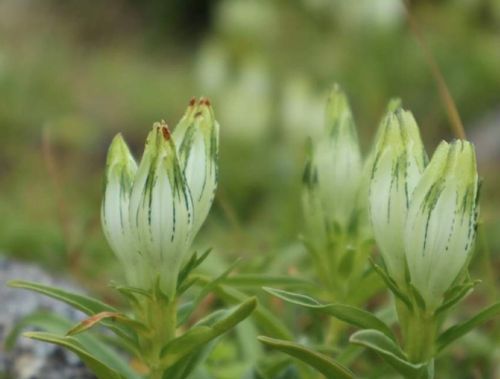 リンドウ 竜胆 の種類はどれくらい 日本に自生する品種は Greensnap グリーンスナップ