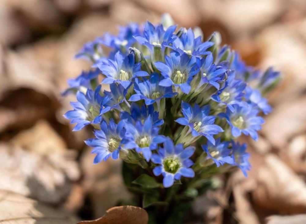 リンドウ　竜胆　フデリンドウ