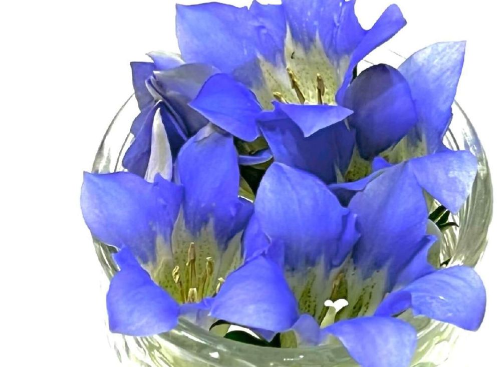 リンドウ　竜胆　ミヤマリンドウ