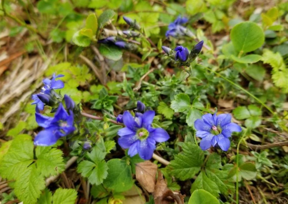 リンドウ　竜胆　エゾリンドウ