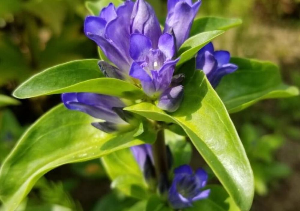 リンドウ　竜胆　ゲンチアナ