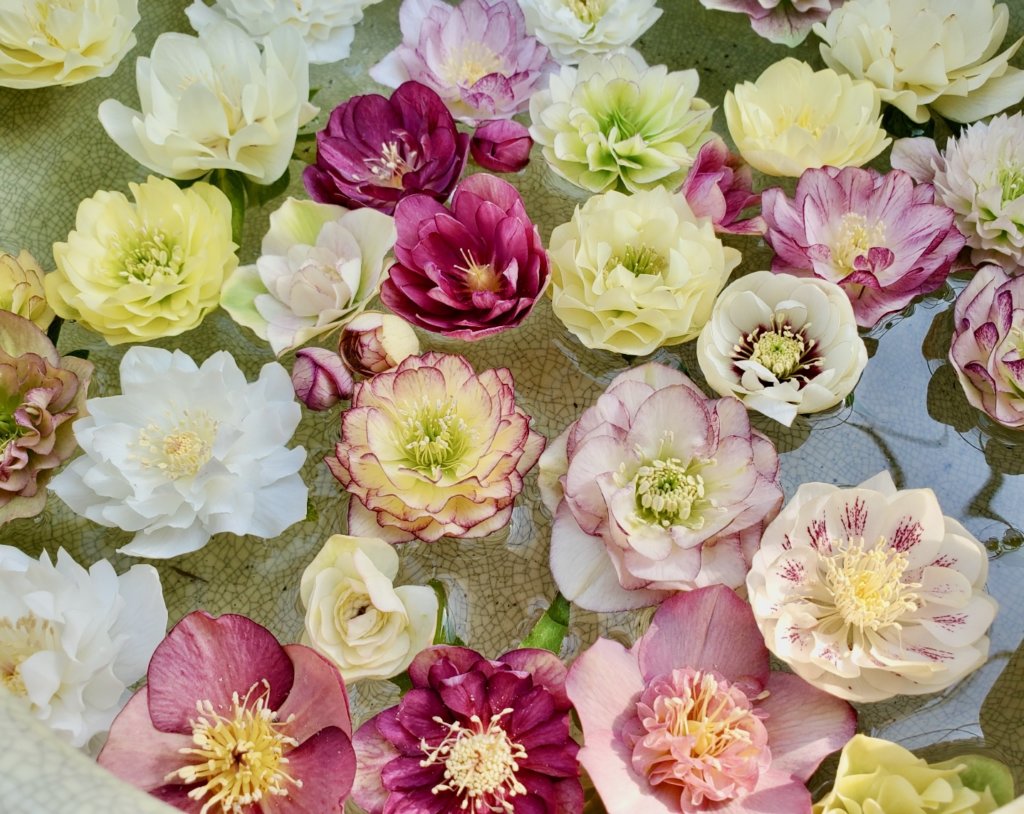 クリスマスローズ 種類