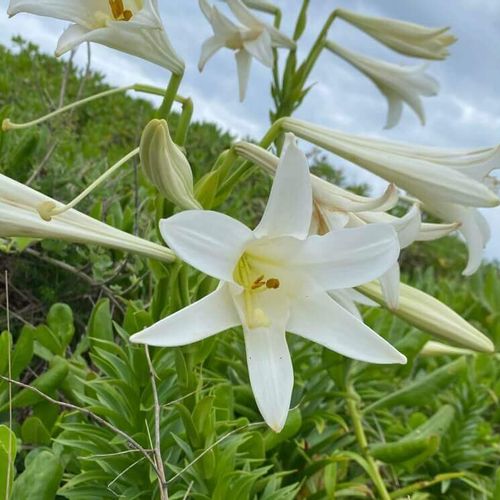 タカサゴユリとは 育て方や花言葉 テッポウユリとの違いは Greensnap グリーンスナップ