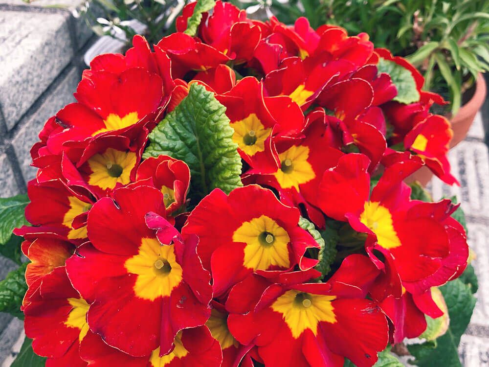 プリムラ ポリアンサ