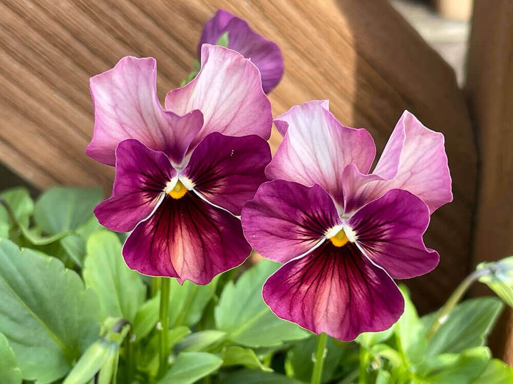 パンジー、ビオラ