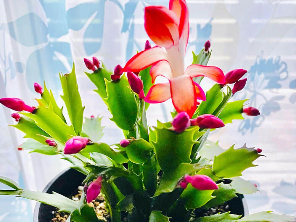 シャコバサボテン