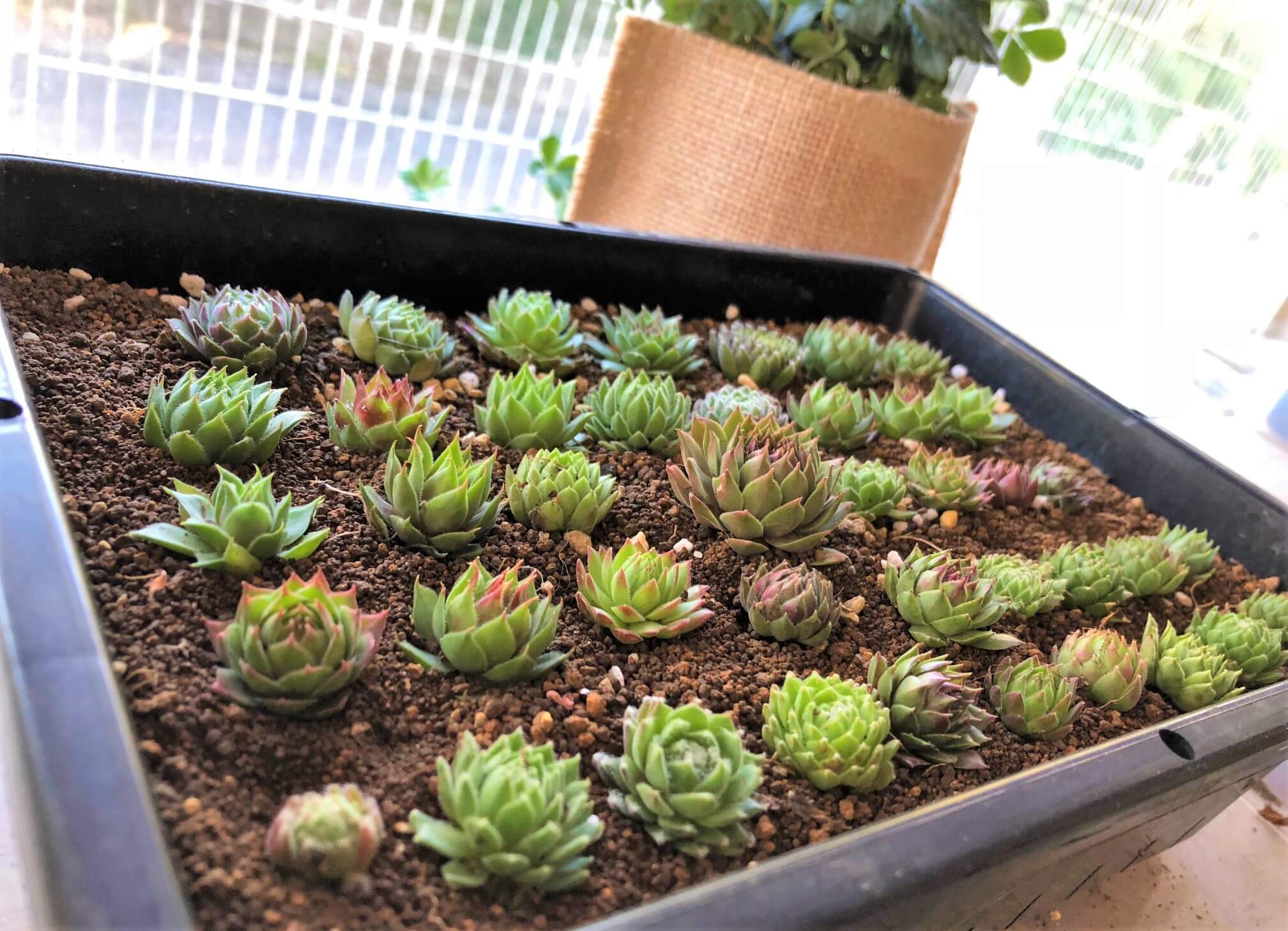 育苗とは｜育苗箱や育苗ポッドの役割や使い方は？｜🍀GreenSnap