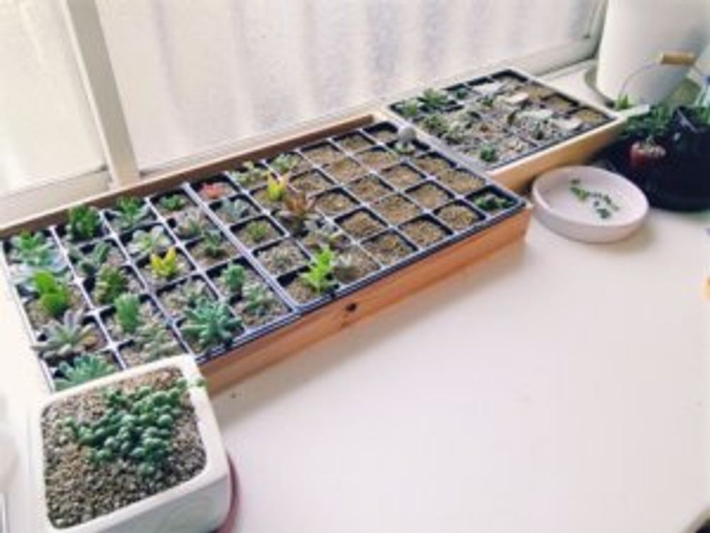 多肉植物　窓際　苗床