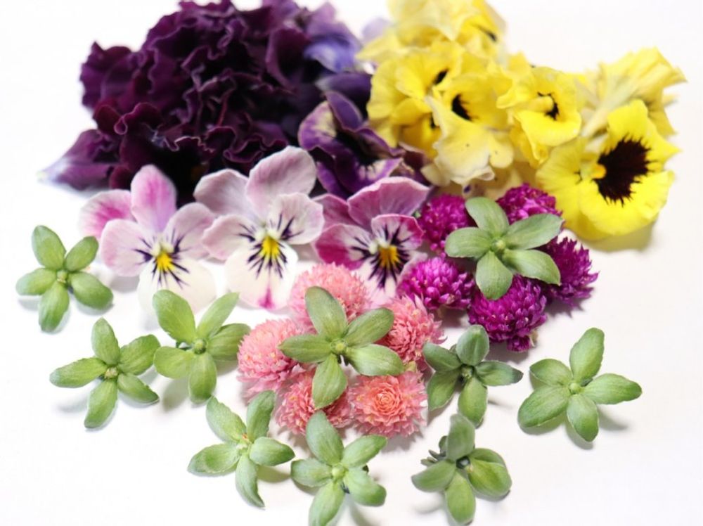 パンジー　摘花