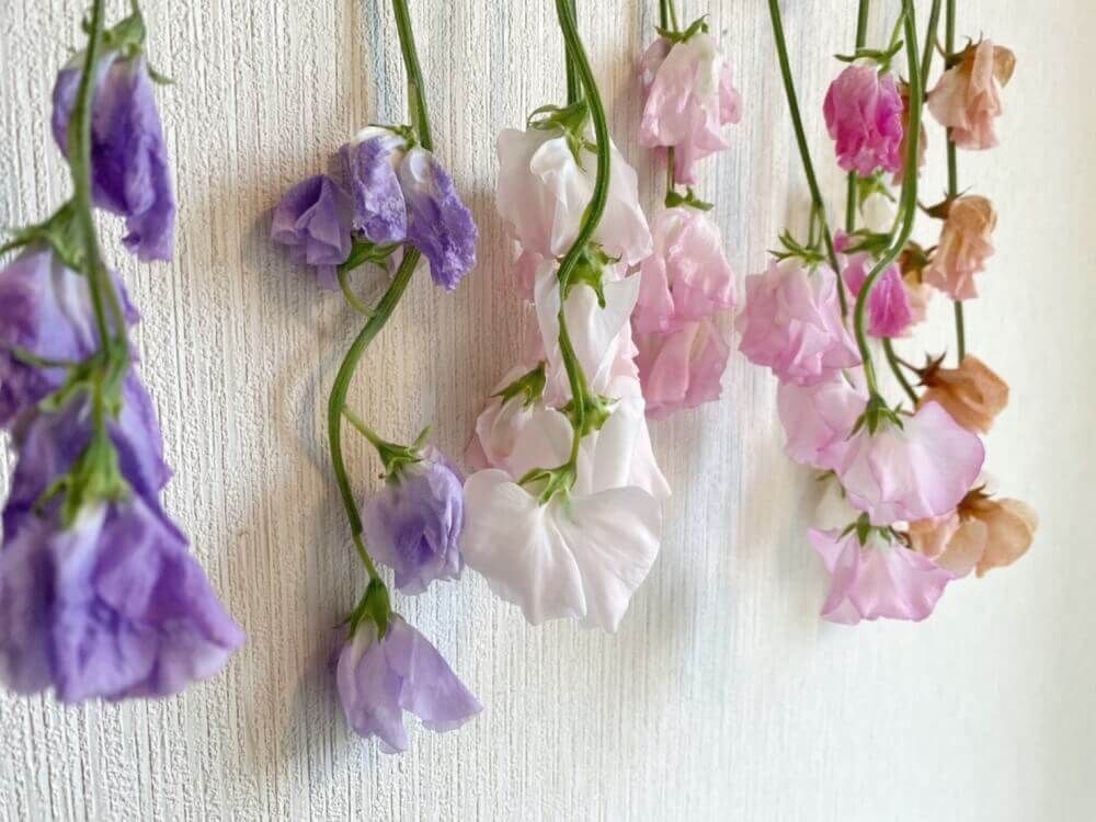 スイートピー ドライフラワー