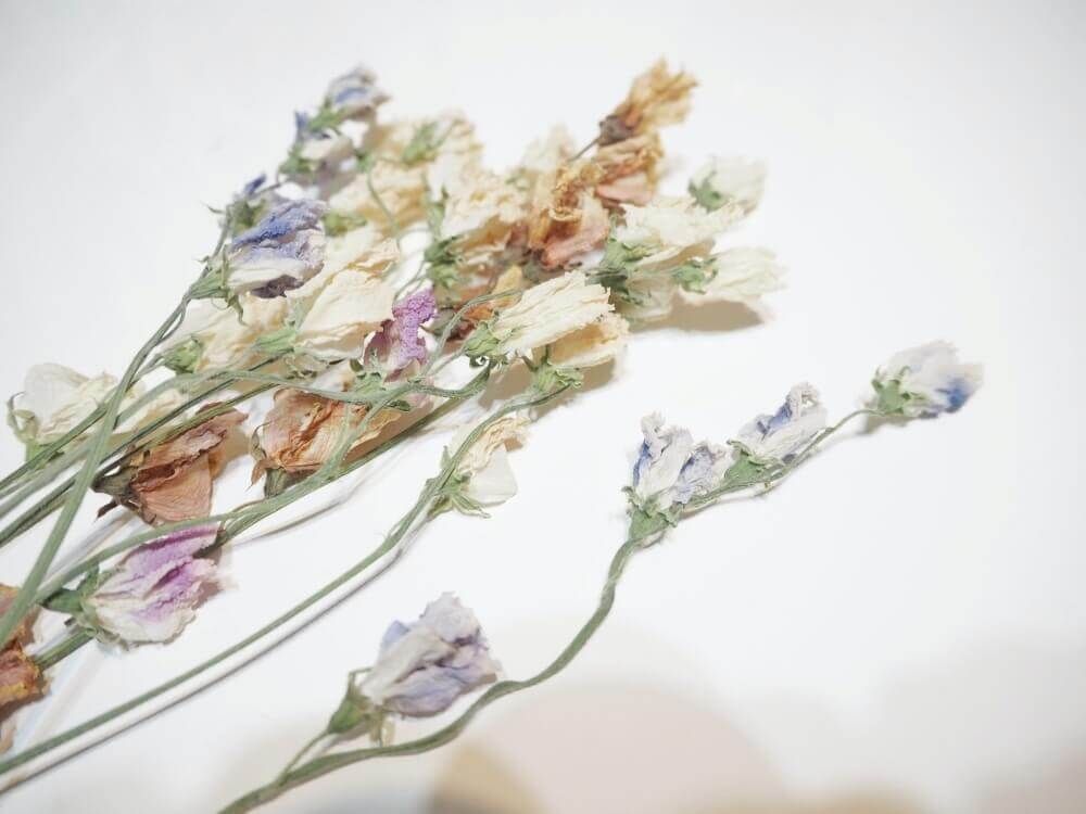 スイートピー ドライフラワー