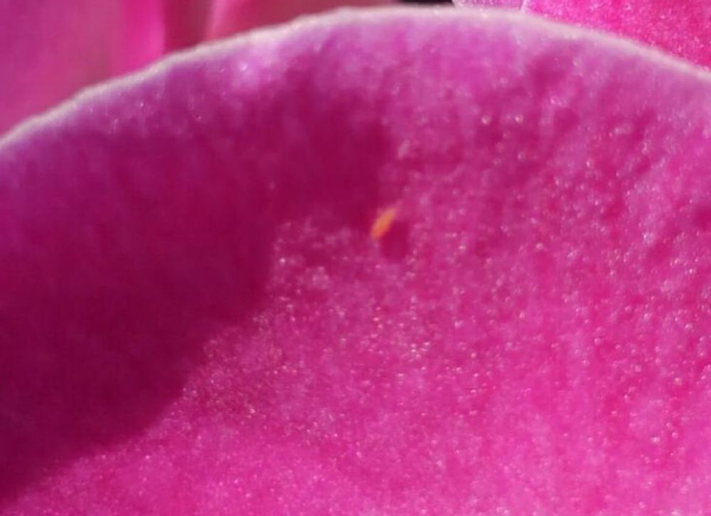 ミナミキイロアザミウマ　スイカ　害虫