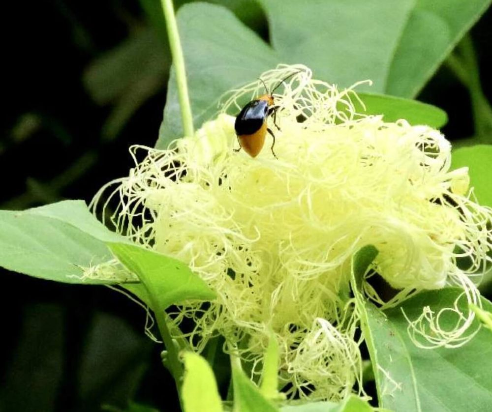 スイカ　害虫　ウリハムシ