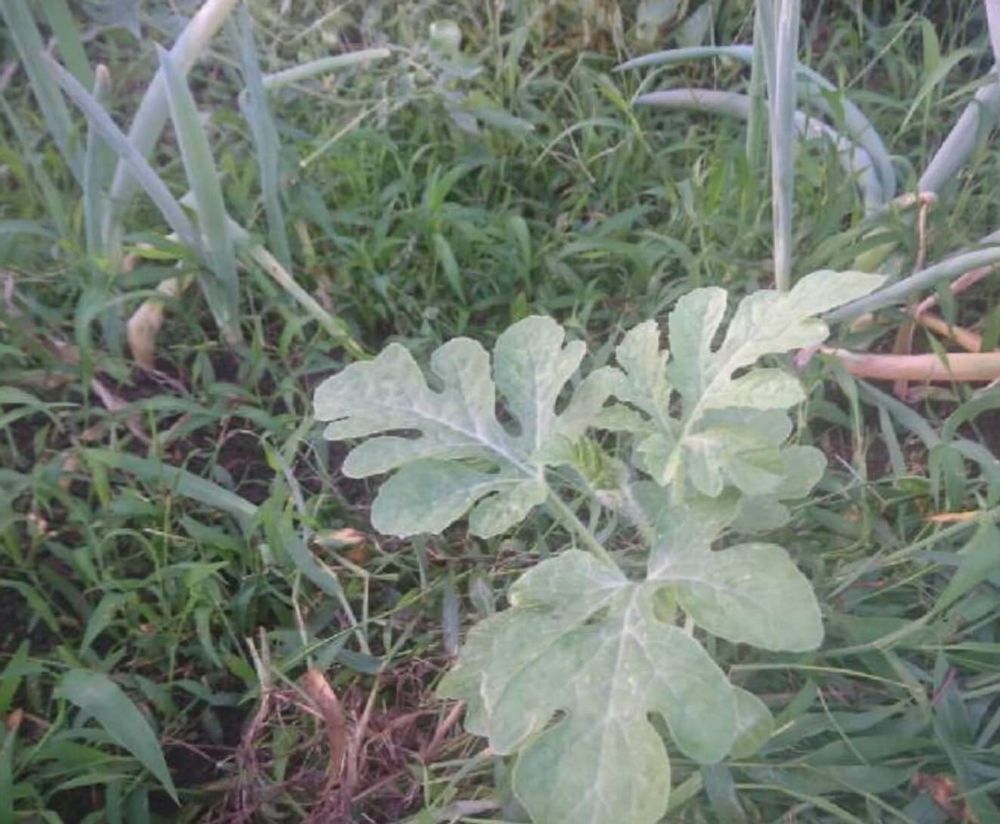 スイカ　うどんこ病