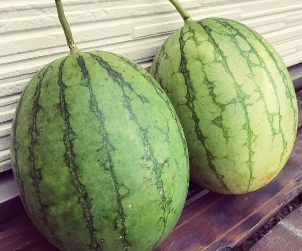 スイカ　病気　害虫