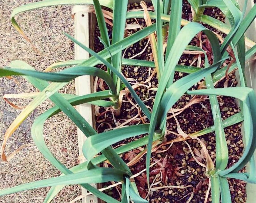 ニンニク　乾腐病