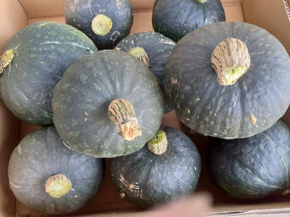 カボチャ　害虫　病気