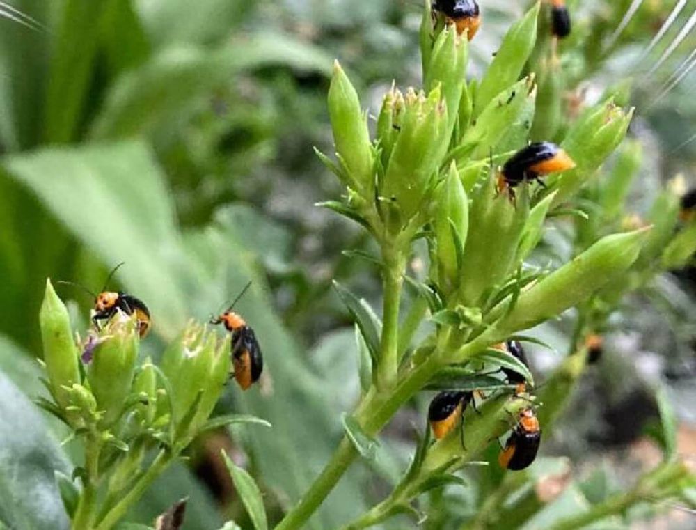 カボチャ　害虫　ウリハムシ